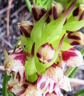 Image of Disa obtusa subsp. picta (Sond.) H. P. Linder