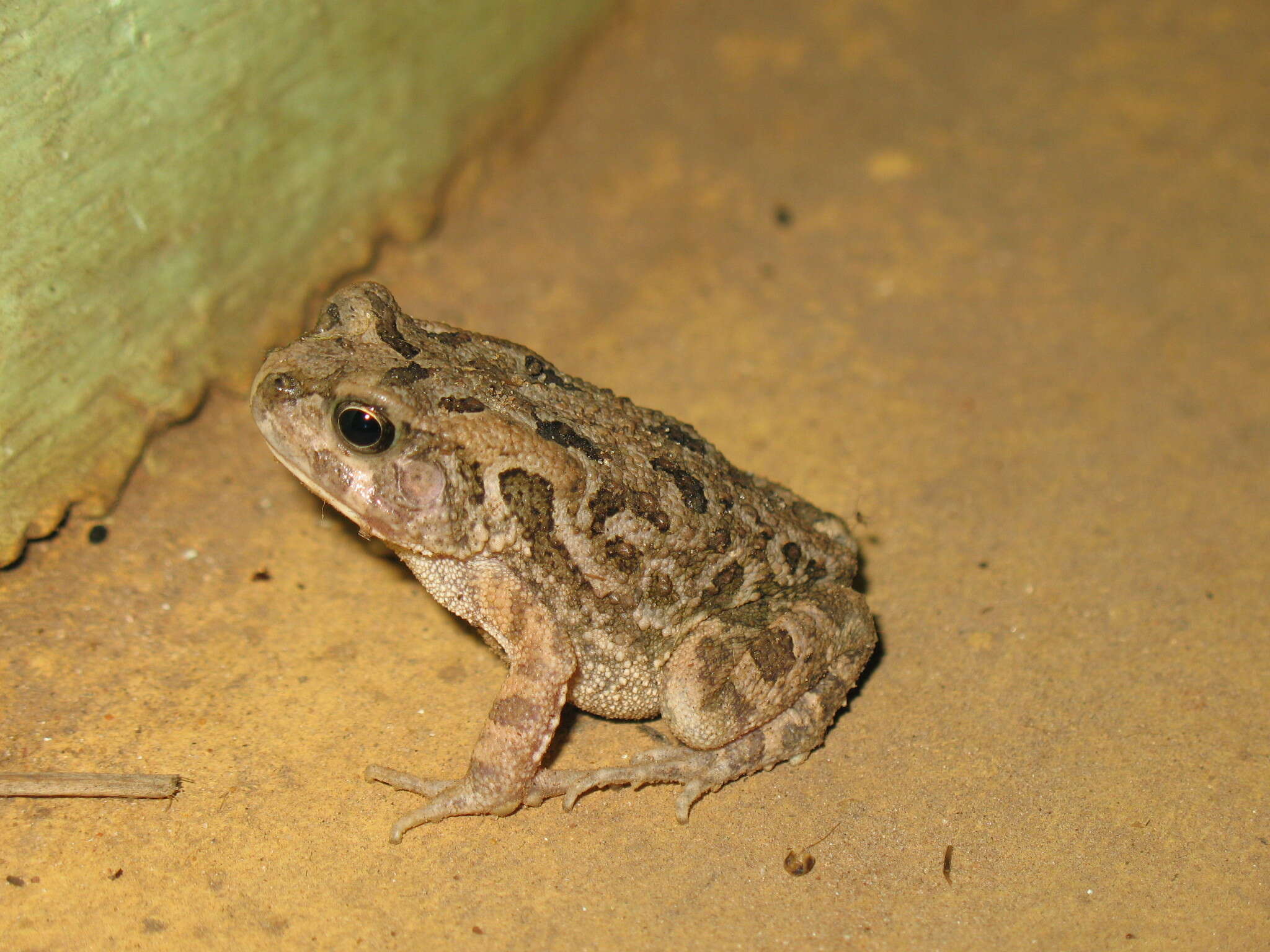 Image of Common African toad