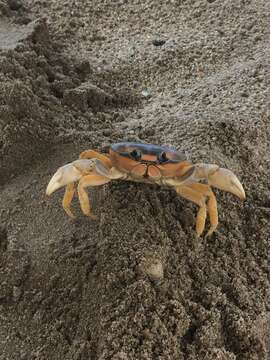 Image of Mexican Land Crab