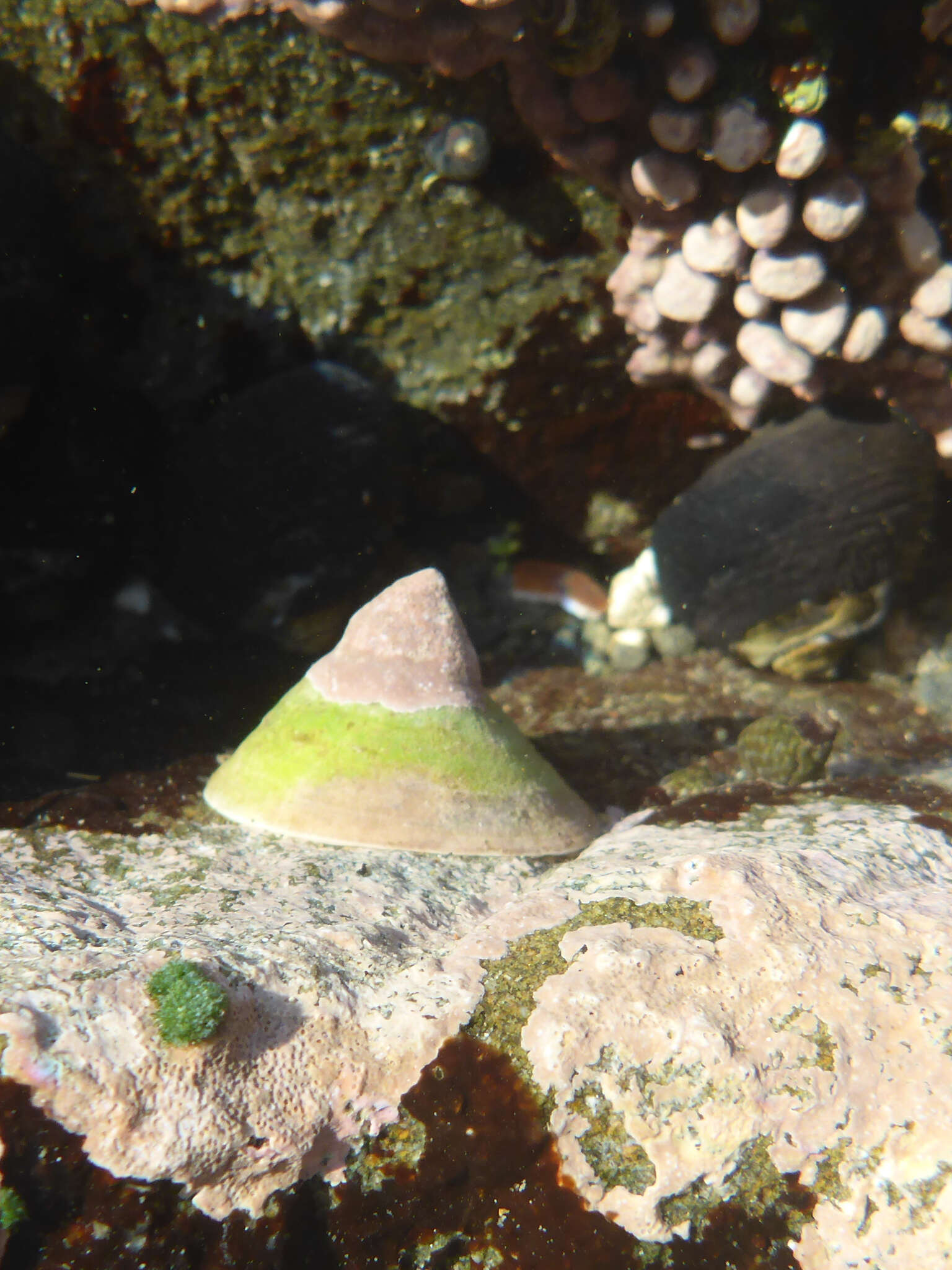 Image of Pacific white cap limpet