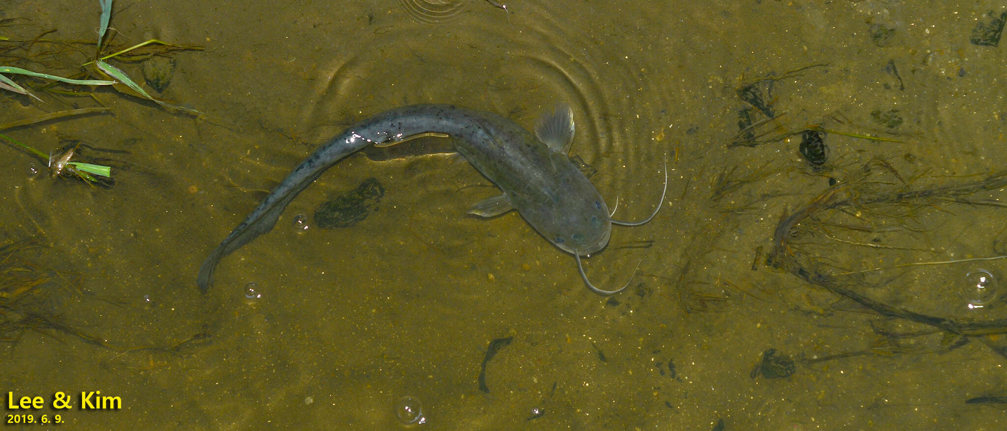 Image of Amur catfish