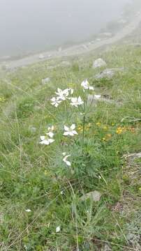 Imagem de Anemonastrum narcissiflorum (L.) Holub