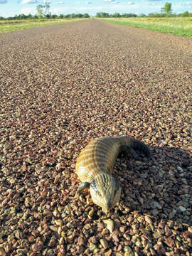 صورة Tiliqua multifasciata Sternfeld 1919