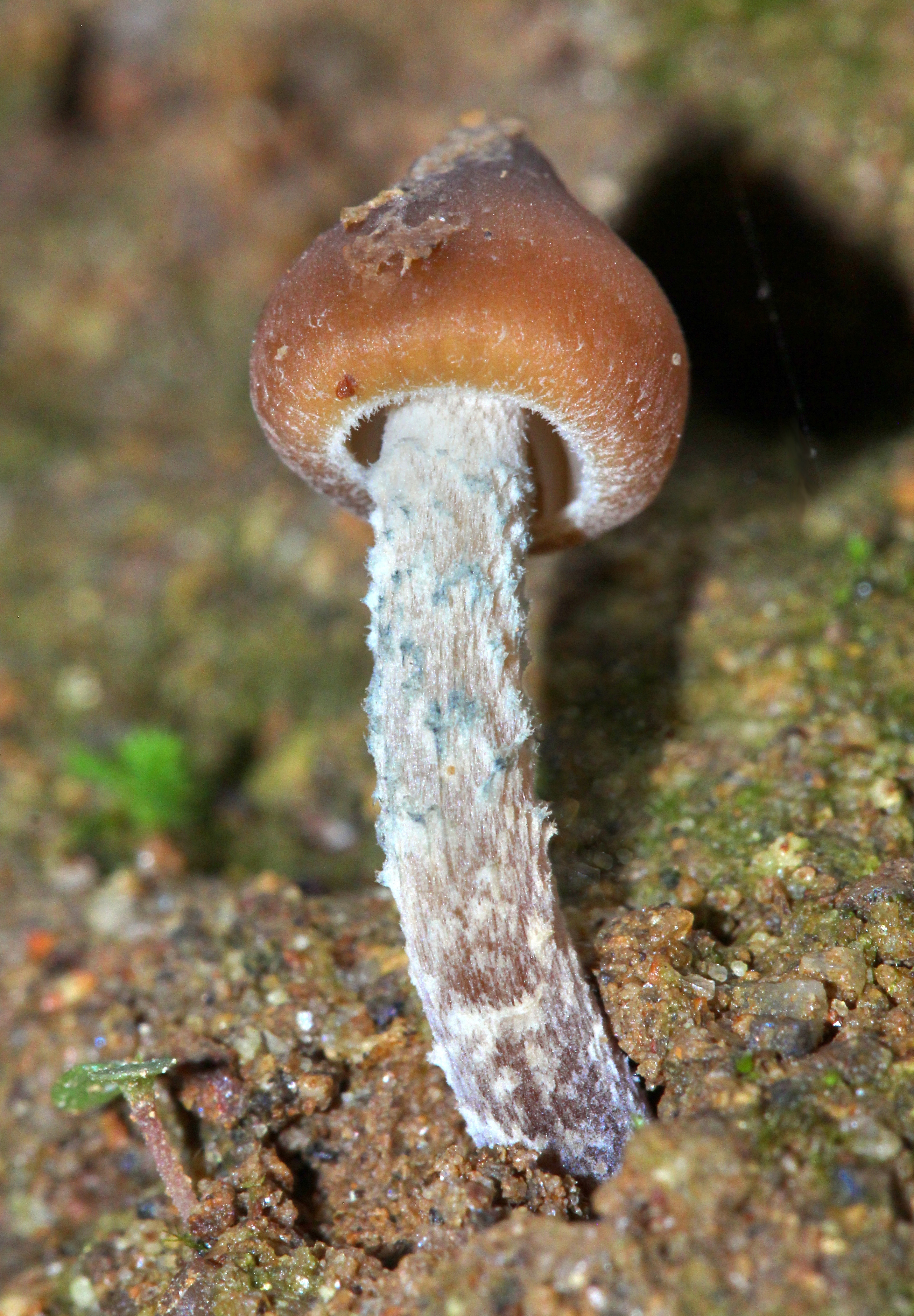 Psilocybe Media Encyclopedia Of Life