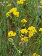 Imagem de Nidorella resedifolia subsp. resedifolia