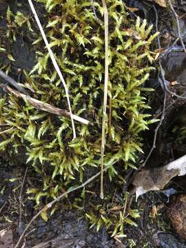 Image of river feather-moss