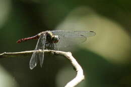 Image de Onychothemis culminicola Förster 1904