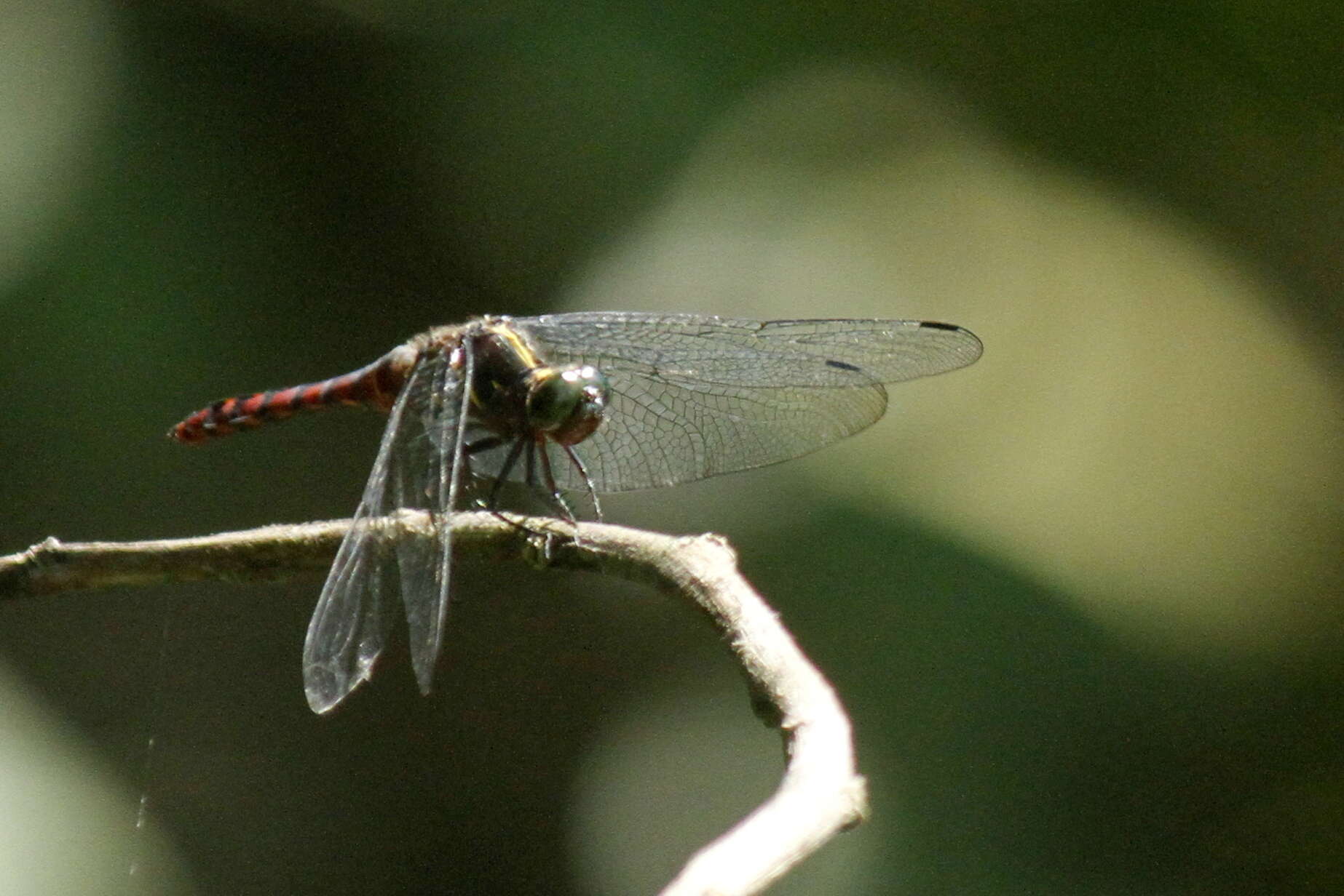 Image de Onychothemis culminicola Förster 1904