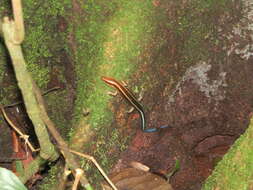 Image of Four-striped Skink