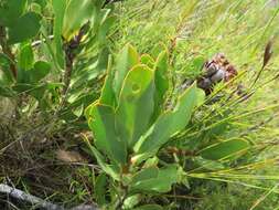 Imagem de Protea speciosa (L.) L.