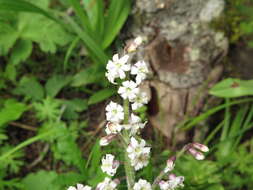 Слика од Maianthemum szechuanicum (F. T. Wang & Tang) H. Li