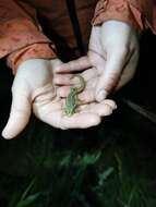 Image of Gold-striped Gecko