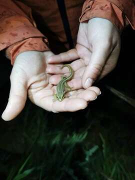 Image of Gold-striped Gecko