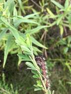 Image of Long-winged Dagger Moth