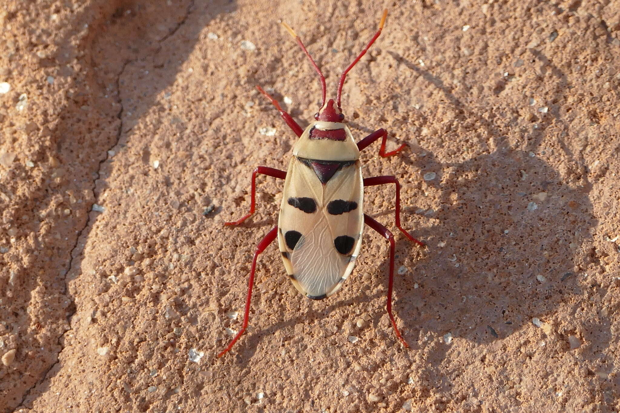 Image of <i>Probergrothius angolensis</i>