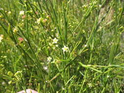 Image of Centella virgata (L. fil.) Drude