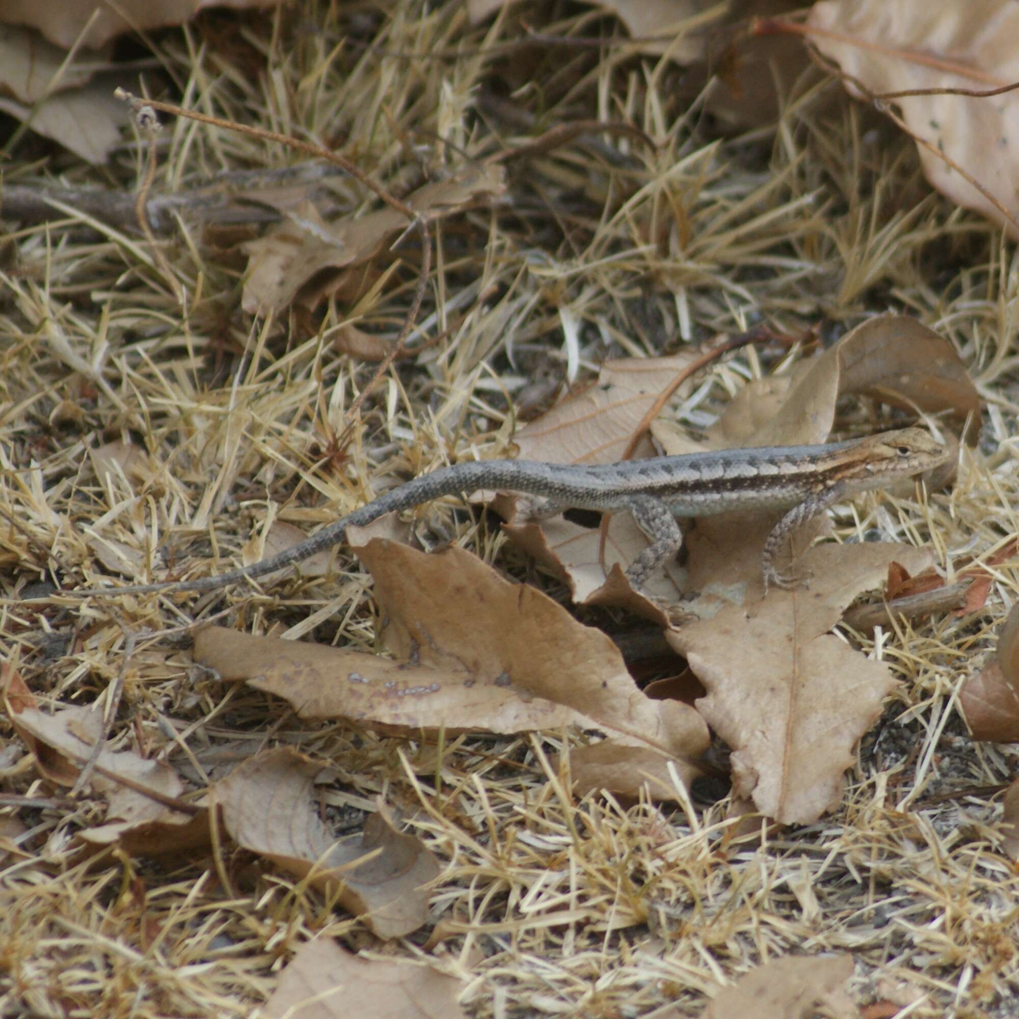 Imagem de Sceloporus jalapae Günther 1890