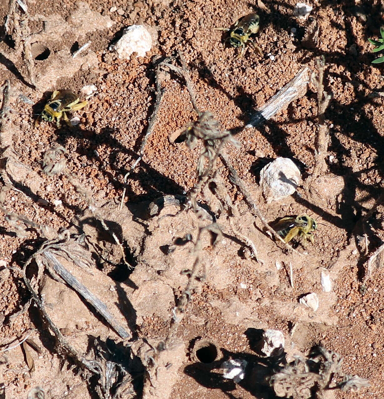 Image of Sunflower Chimney Bee