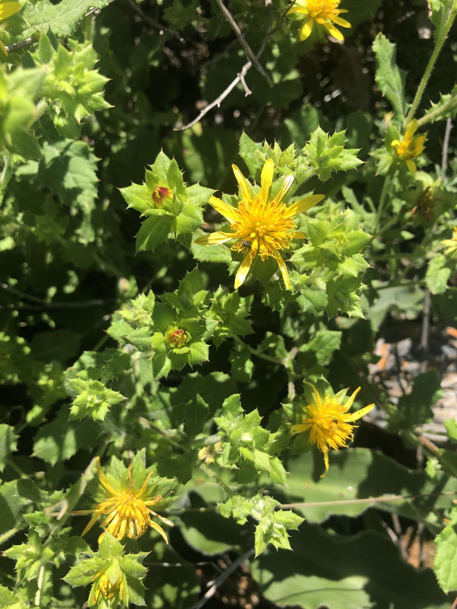 Image of Berkheya pauciflora Roessler