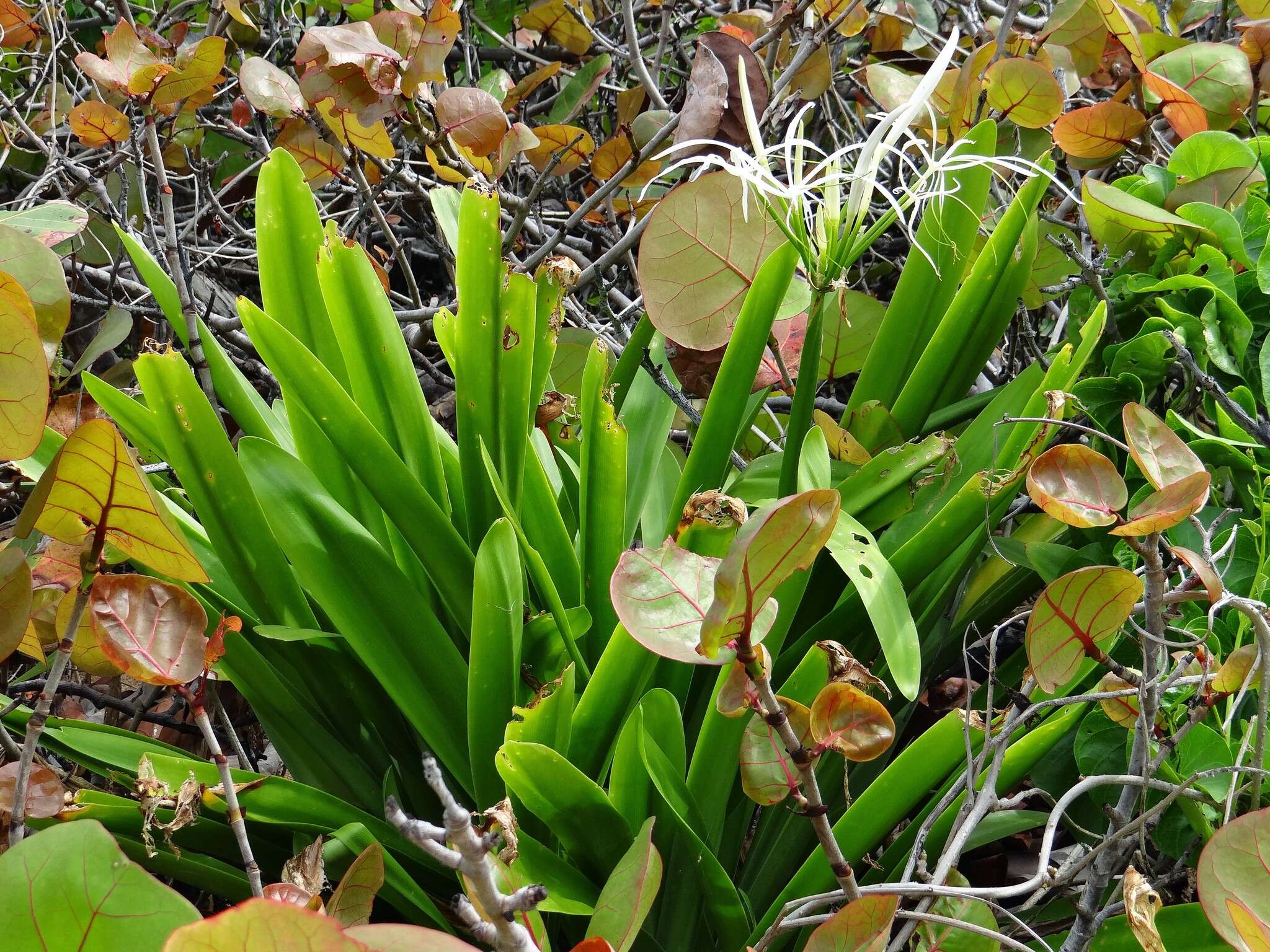 Image of perfumed spiderlily