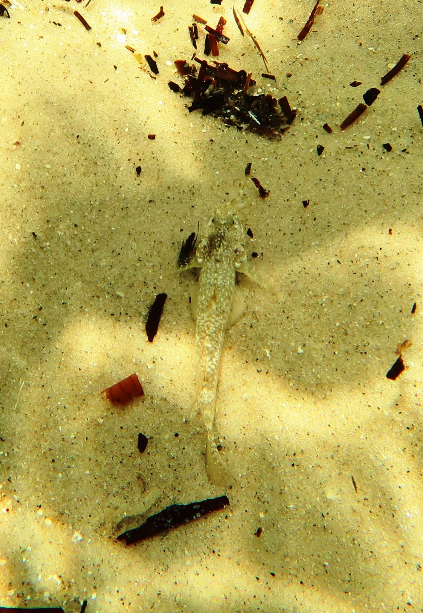 Image of Long finned goby