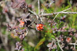 Image of Darwinia citriodora (Endl.) Benth.