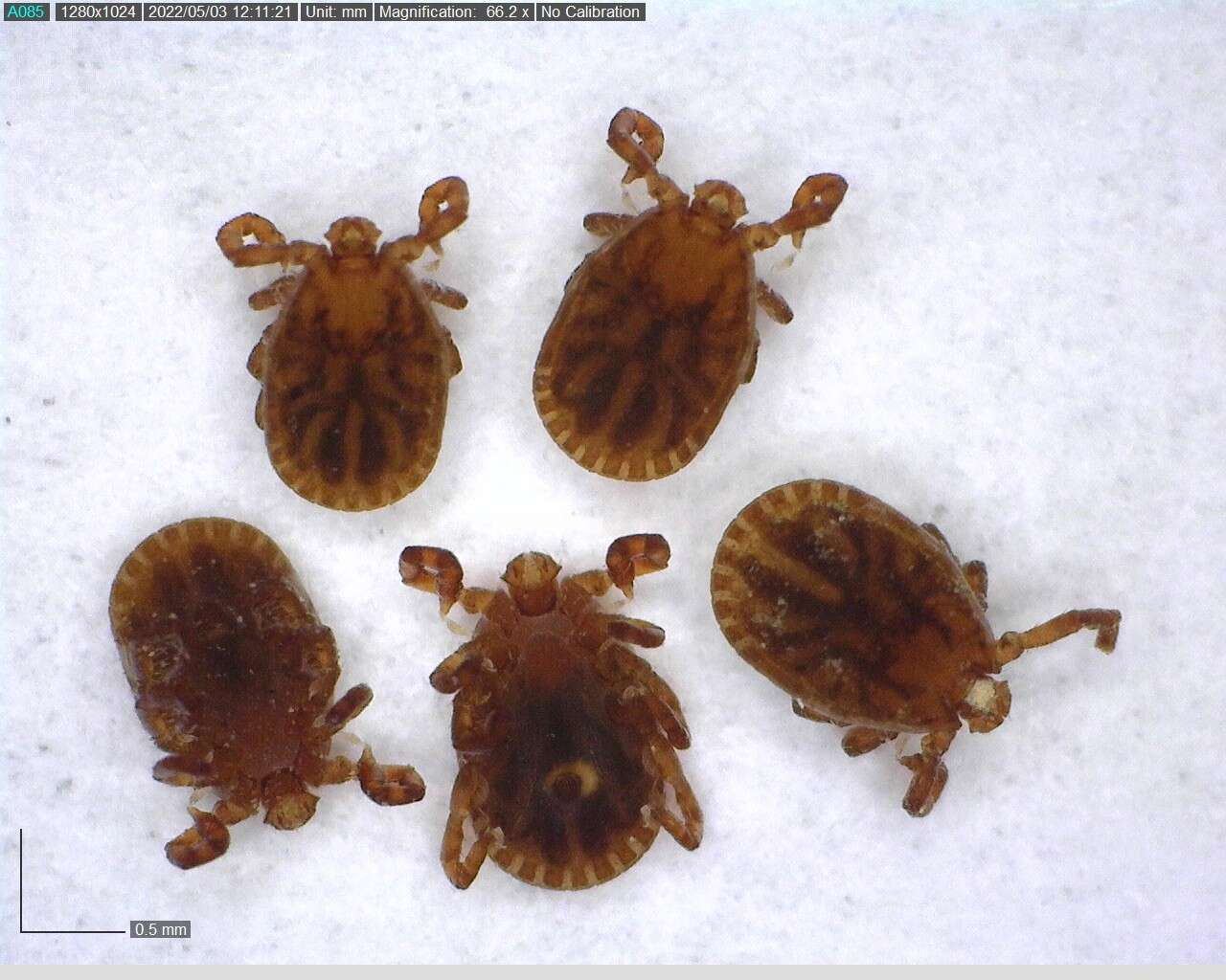 Image of Bush tick