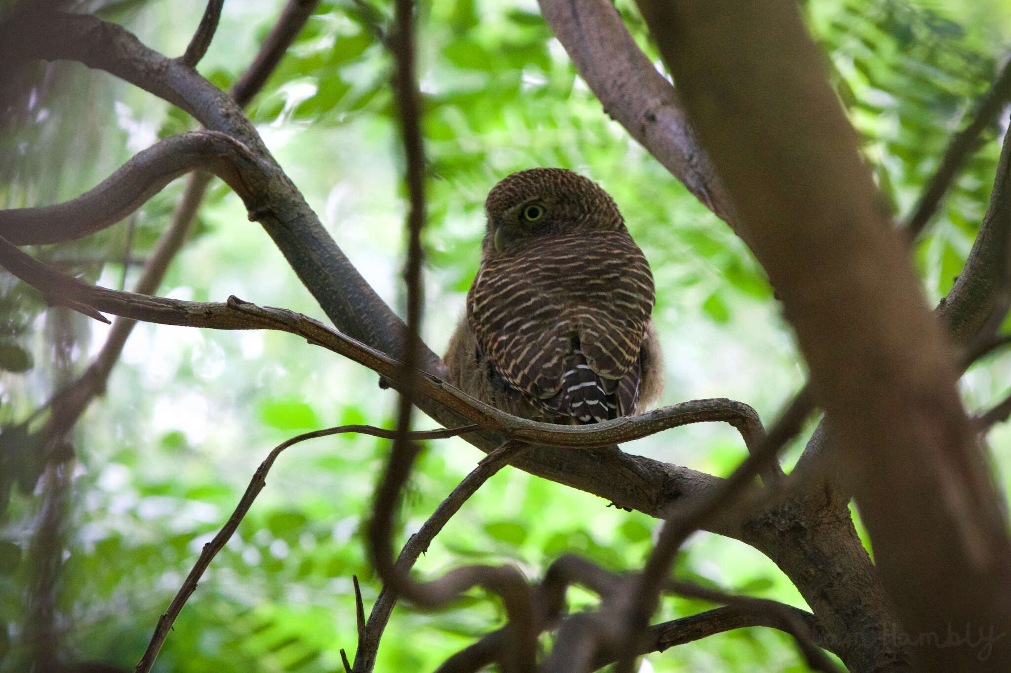 Image of Glaucidium cuculoides bruegeli (Parrot 1908)