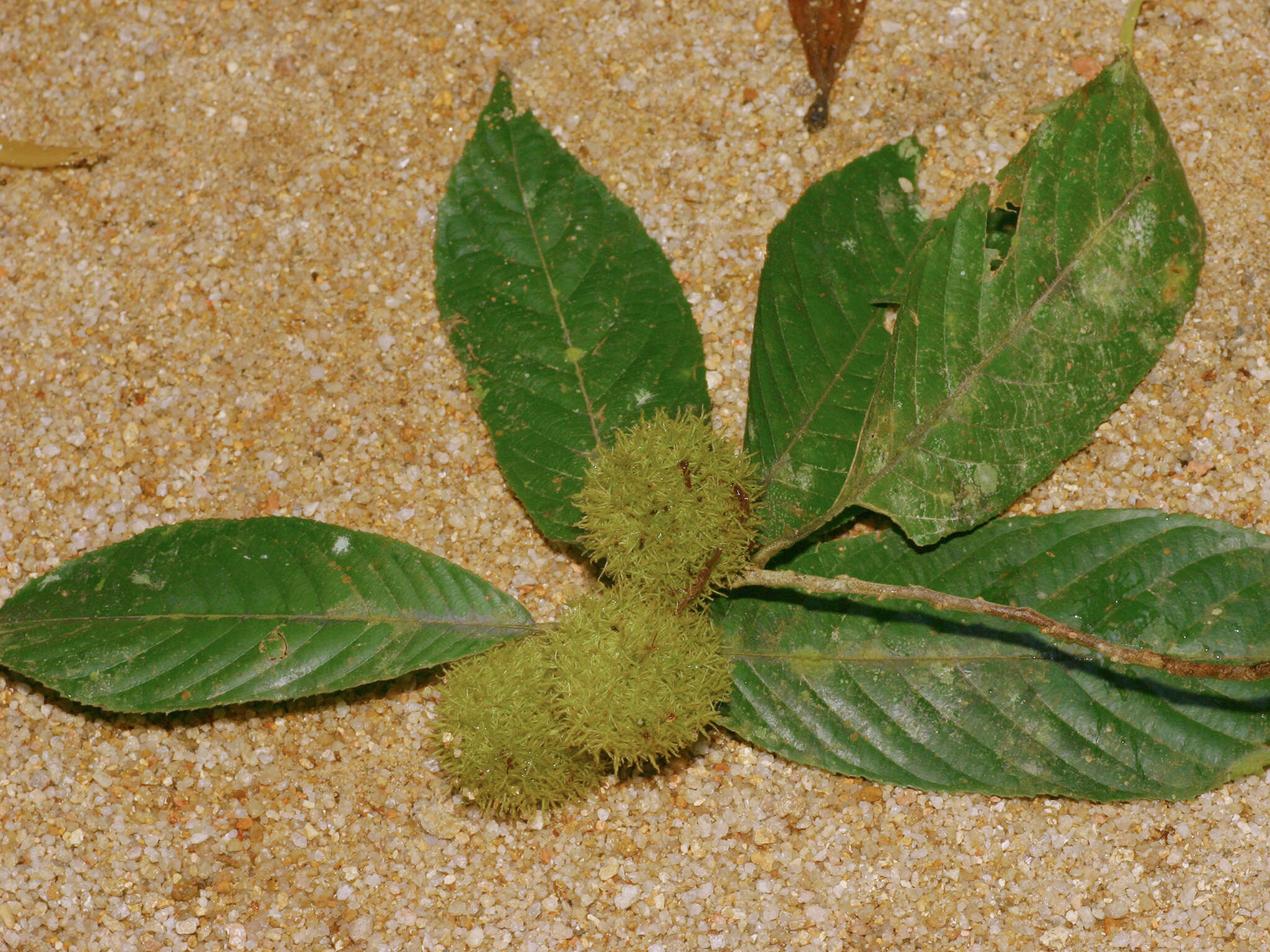 Image of Rinorea anguifera (Lour.) Kuntze