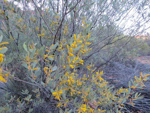 Acacia kempeana F. Muell.的圖片