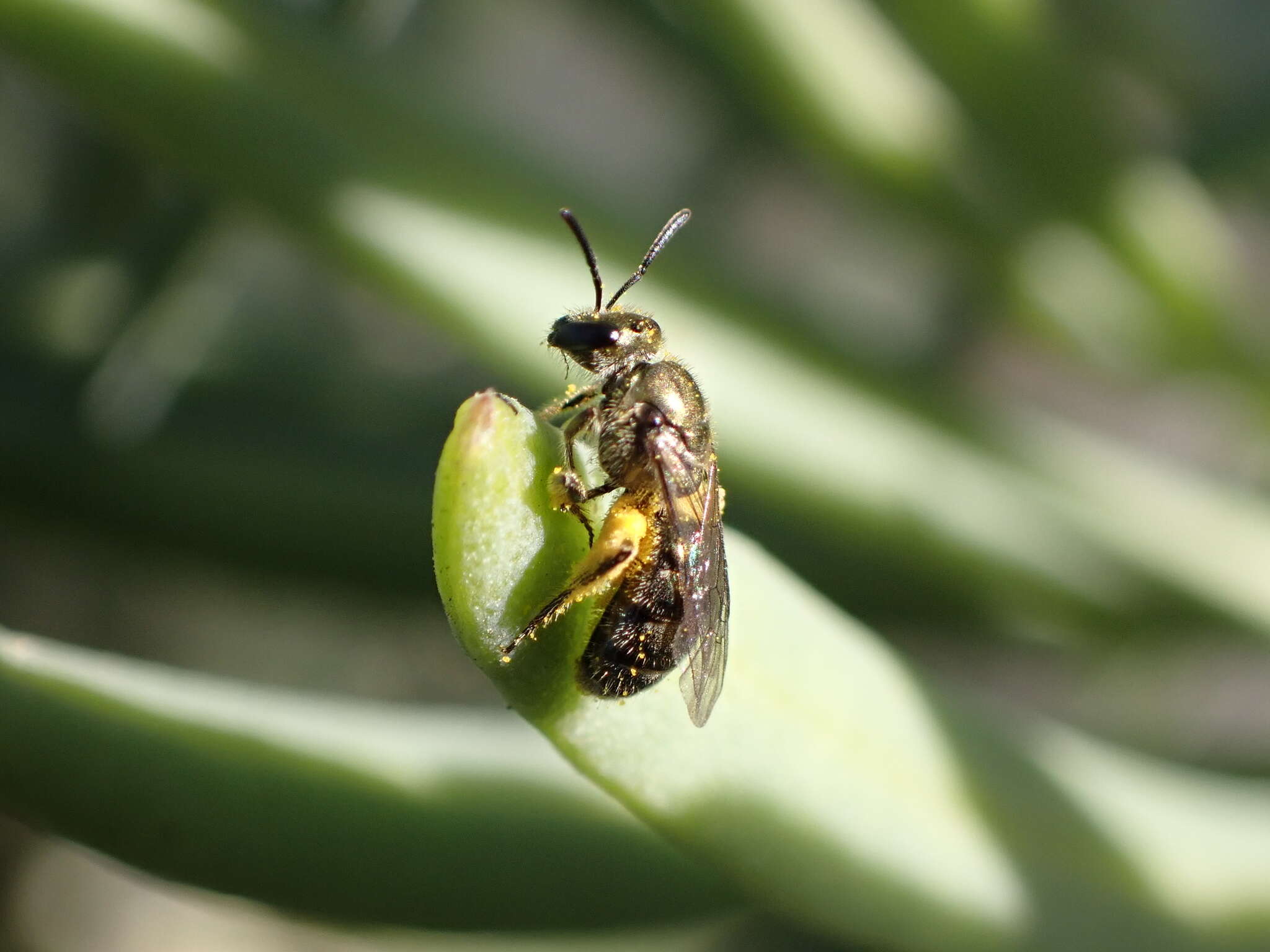 Image of Lasioglossum loetum (Brullé 1840)