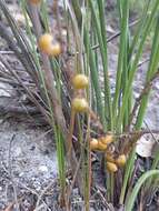 Image of Lomandra micrantha (Endl.) Ewart