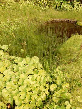 Image of variegated scouringrush