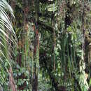 Image of Columnea oxyphylla Hanst.