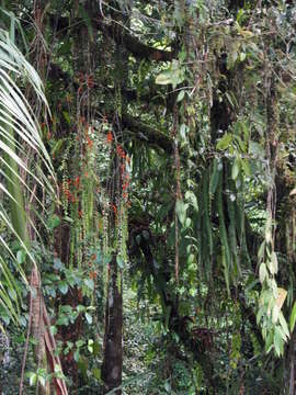 Sivun Columnea oxyphylla Hanst. kuva