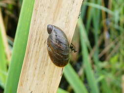 Image of pfeifers amber snail