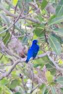 Image of Blue Cotinga