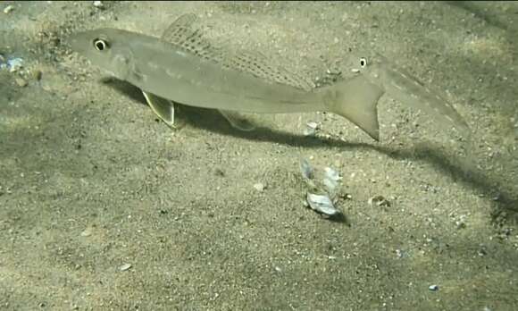 Image of Sand whiting