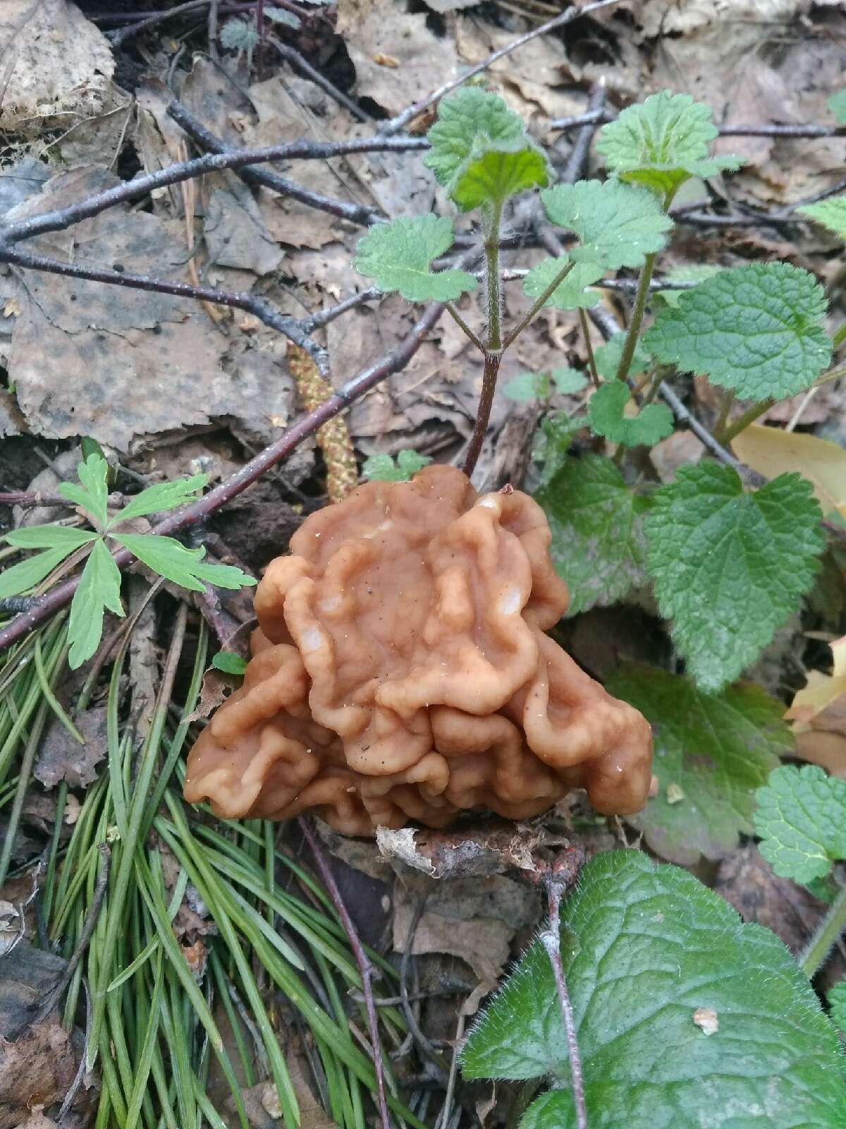 Image of bull-nose false morel