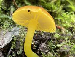 Image of Hygrocybe ceracea (Sowerby) P. Kumm. 1871