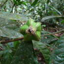 Image of Rothmannia hispida (K. Schum.) Fagerl.