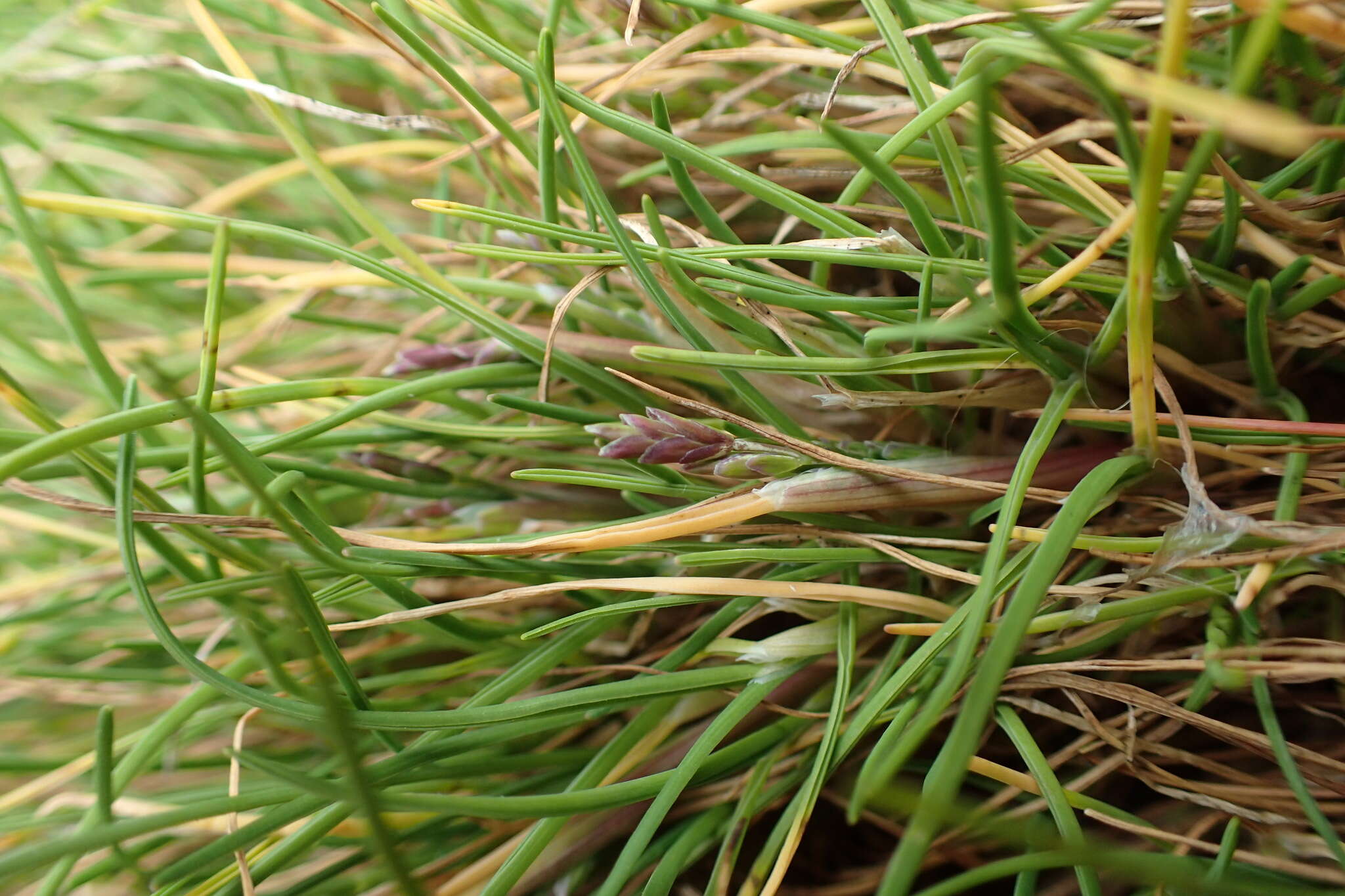 Image of Puccinellia macquariensis (Cheeseman) Allan & Jansen