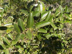 Sivun Smilax laurifolia L. kuva
