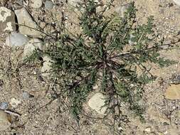 Image of Verbascum pinnatifidum Vahl