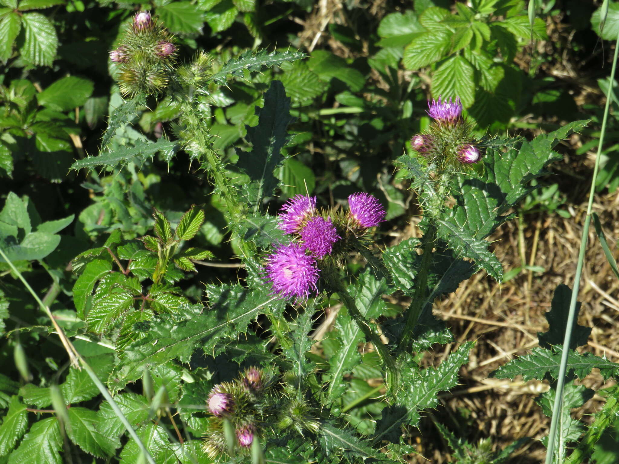 Image of Carduus clavulatus Link