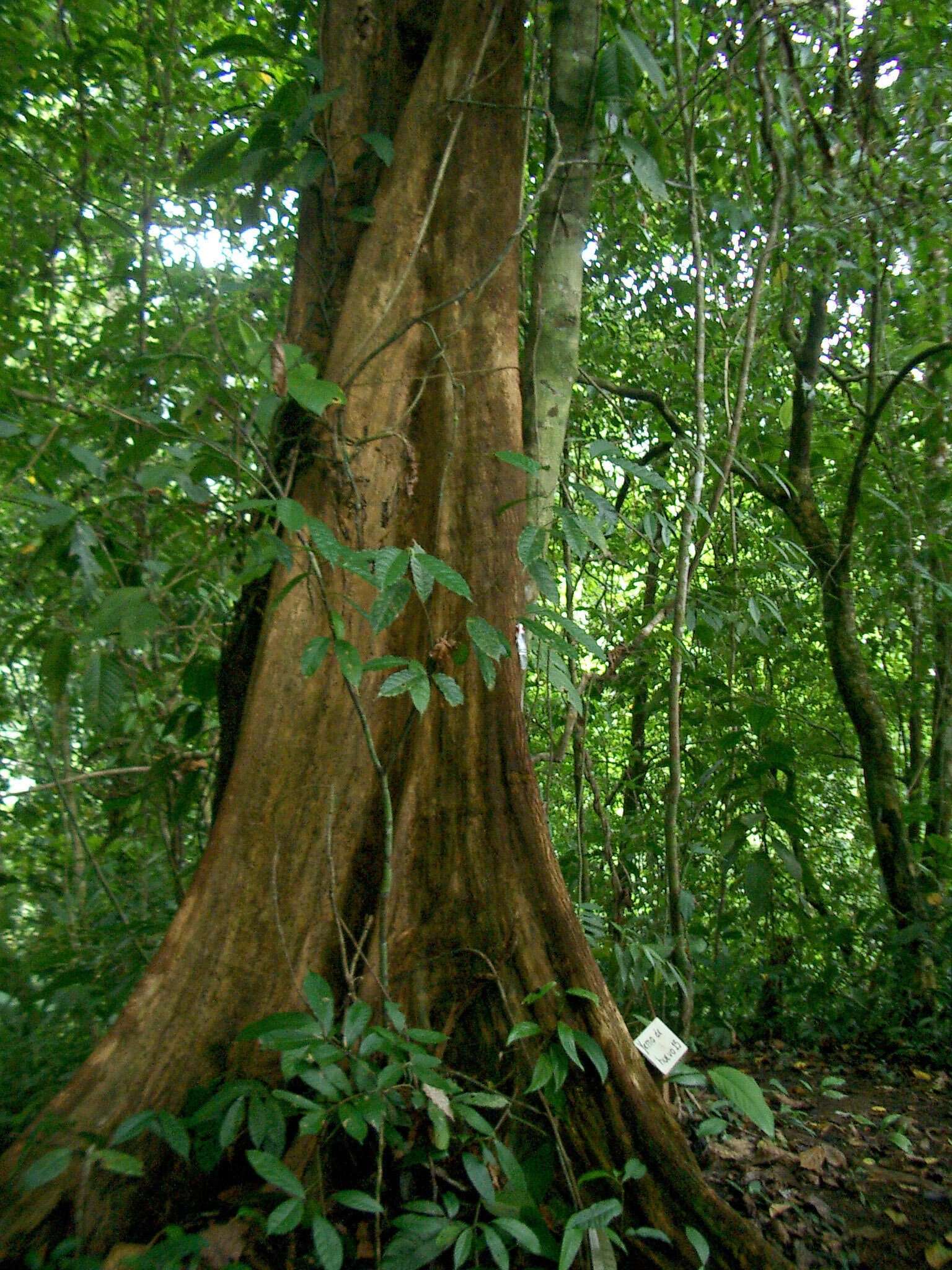 Image of Chimarrhis latifolia Standl.