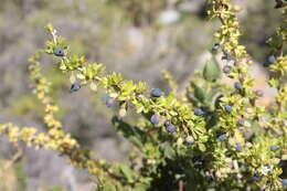 Image of Berberis montana C. Gay