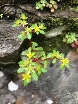 Image of Sedum actinocarpum Yamam.