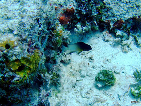 Image of Bicolor Damselfish