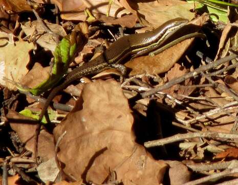 Image of Trachylepis depressa (Peters 1854)